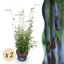 Gräser - Fargesia nitida Black Dragon - Bambus - Nicht Wuchernd - Grün - 2 Pflanzen - Topf 23 cm - Höhe 80 cm