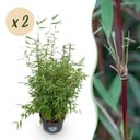 Gräser - Fargesia nitida Red Dragon - Bambus - Nicht Wuchernd - Grün - 2 Pflanzen - Topf 23 cm - Höhe 80 cm