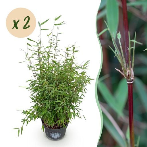 "Gräser - Fargesia nitida Red Dragon - Bambus - Nicht Wuchernd - Grün - 2 Pflanzen - Topf 23 cm - Höhe 80 cm image"