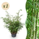 Gräser - Fargesia robusta Pingwu - Bambus - Wuchsform: Nicht Ausläuferbildend - Grün - 2 Pflanzen - Topf 23 cm - Höhe 80 cm