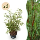 Gräser - Fargesia scabrida Asian Wonder - Bambus - Nicht Ausbreitend - Grün - 2 Pflanzen - Topf 23 cm - Höhe 80 cm