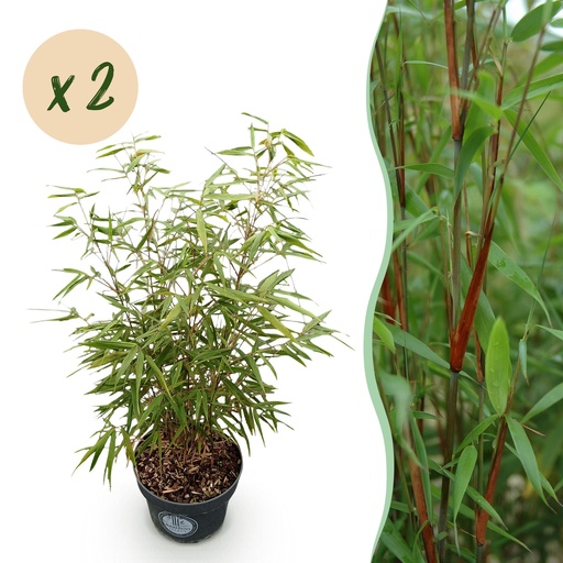 "Gräser - Fargesia scabrida Asian Wonder - Bambus - Nicht Ausbreitend - Grün - 2 Pflanzen - Topf 23 cm - Höhe 80 cm image"