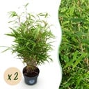 Gräser - Fargesia Rufa - Bambus - Nicht Ausbreitend - Grün - 2 Pflanzen - Topf 23 cm - Höhe 80 cm