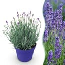 Gartenpflanze - Lavandula angustifolia Hidcote - Lavendel - Winterhart - Lila - 1 Pflanze - Topf 12cm - Höhe 15-25cm