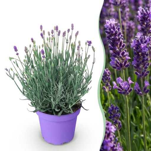 "Gartenpflanze - Lavandula angustifolia Munstead - Lavendel - Winterhart - Violett - 1 Pflanze - Topf 12cm - Höhe 15-25cm image"
