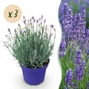 Gartenpflanze - Lavandula angustifolia Hidcote - Lavendel - Winterhart - Lila - 3 Pflanzen - Topf 12cm - Höhe 15-25cm