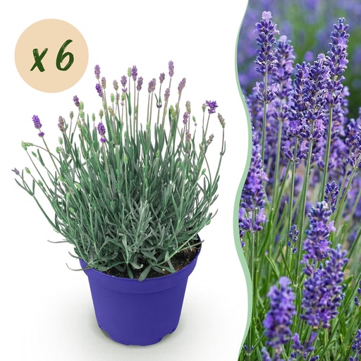 "Gartenpflanze - Lavandula angustifolia Hidcote - Lavendel - Winterhart - Lila - 6 Pflanzen - Topf 12cm - Höhe 15-25cm image"