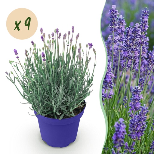"Gartenpflanze - Lavandula angustifolia Hidcote - Lavendel - Winterhart - Lila - 9 Pflanzen - Topf 12cm - Höhe 15-25cm image"