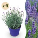 Gartenpflanze - Lavandula angustifolia Hidcote - Lavendel - Winterhart - Lila - 18 Pflanzen - Topf 12cm - Höhe 15-25cm