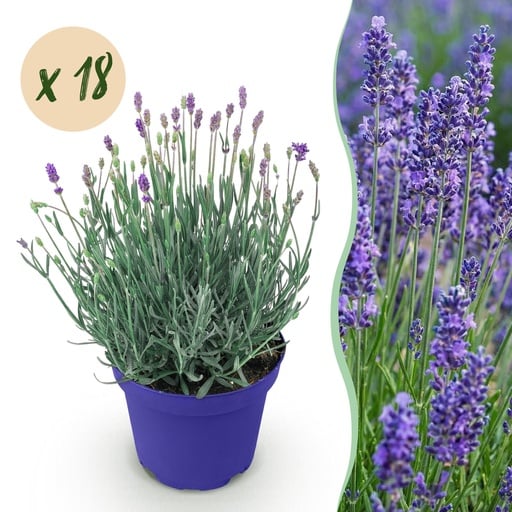"Gartenpflanze - Lavandula angustifolia Hidcote - Lavendel - Winterhart - Lila - 18 Pflanzen - Topf 12cm - Höhe 15-25cm image"