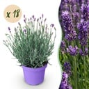 Gartenpflanze - Lavandula angustifolia Munstead - Lavendel - Winterhart - Lila - 18 Pflanzen - Topf 12cm - Höhe 15-25cm
