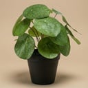 Pilea Busch 25 cm im schwarzen Topf - Kunstpflanze