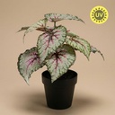 Begonia - 26 cm im Topf - Kunstpflanze - Künstliche Pflanze - UV - Innen & Außen