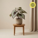 Begonia 26 cm - Kunstpflanze im Topf – UV - Künstliche Pflanze