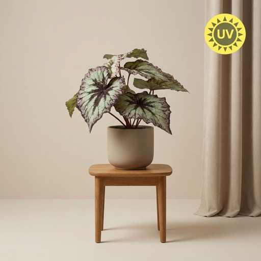 "Begonia 26 cm - Kunstpflanze im Topf – UV - Künstliche Pflanze image"