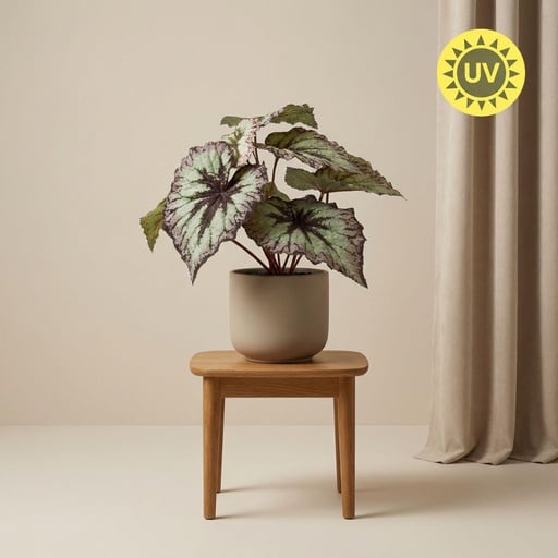 "Begonia 26 cm - Kunstpflanze im Topf – UV - Künstliche Pflanze image"