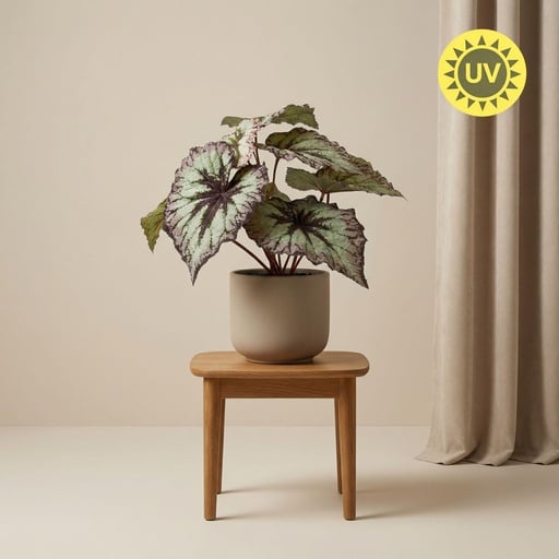 "Begonia 26 cm - Kunstpflanze im Topf – UV - Künstliche Pflanze image"