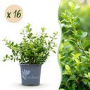 Buxus Hecke - BetterBuxus Babylon Beauty - Resistenz gegen die Buxuskrankheit - 16 Pflanzen - 2 laufender Meter - Topf 9 cm Höhe 20-25