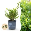 Buxus Hecke - BetterBuxus Babylon Beauty - Resistent gegen die Buxuskrankheit - 14 Pflanzen - 2 laufender Meter - Topf 10,5cm Höhe 25-30