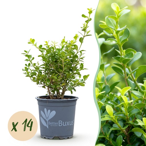 "Buxus Hecke - BetterBuxus Babylon Beauty - Resistent gegen die Buxuskrankheit - 14 Pflanzen - 2 laufender Meter - Topf 10,5cm Höhe 25-30 image"