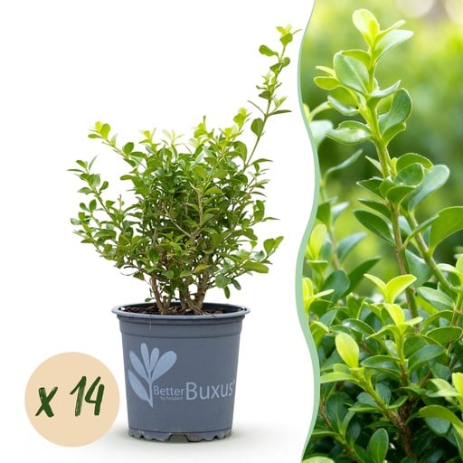 "Buchsbaum 'Babylon Beauty' 14er-Set (Buxus) – winterharter immergrüner Strauch, für Hecken, Topf-Ø 10,5 cm image"