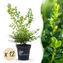 Buxus Hecke - BetterBuxus Babylon Beauty - Resistenz gegen den Buxus-Schimmel - 12 Pflanzen - 2 laufender Meter - Topf 13cm Höhe 30-35