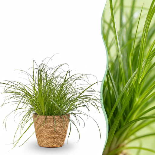 "Zimmerpflanze - Cyperus alternifolius Zumula - Katzenpflanze - Haustierfreundliche Pflanze - Grün - 1 Pflanze - mit Korb - Topf 12cm - Höhe 20cm image"