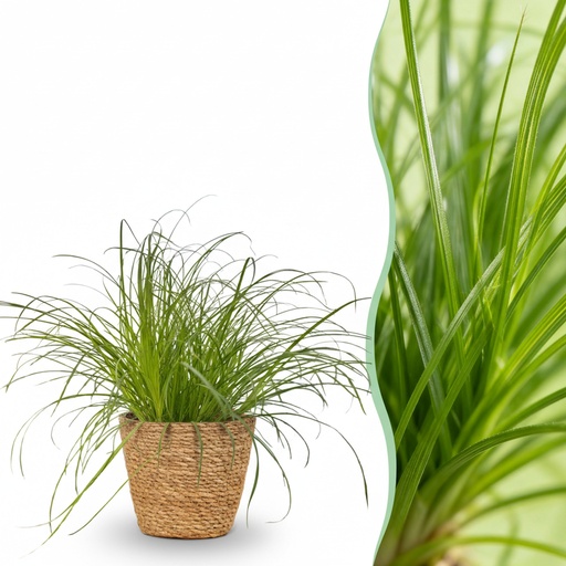 "Zypergras 'Zumula' (Cyperus alternifolius) – pflegeleichte Zimmerpflanze, im Dekokorb, Topf-Ø 12 cm, Höhe ca. 20 cm image"