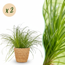 Zimmerpflanze - Cyperus alternifolius Zumula - Katzenpflanze - Haustierfreundliche Pflanze - Grün - 2 Pflanzen - mit Korb - Topf 12cm - Höhe 20cm