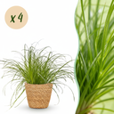 Zimmerpflanze - Cyperus alternifolius Zumula - Katzenpflanze - Haustierfreundliche Pflanze - Grün - 4 Pflanzen - mit Korb - Topf 12cm - Höhe 20cm