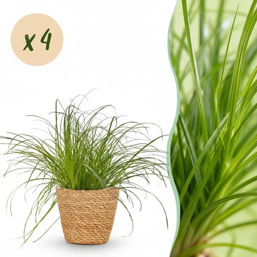 "Zypergras 'Zumula' 4er-Set (Cyperus alternifolius) – pflegeleichte Zimmerpflanze, im Dekokorb, Topf-Ø 12 cm, Höhe ca. 20 cm image"