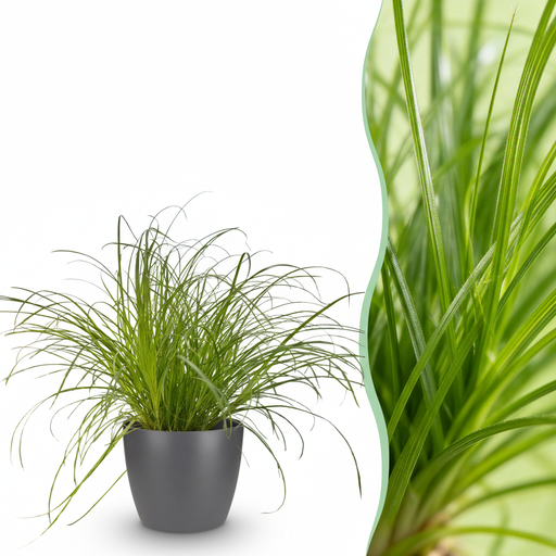 "Zimmerpflanze - Cyperus alternifolius Zumula - Katzenpflanze - Haustierfreundliche Pflanze - Grün - 1 Pflanze - mit Potter Grau - Topf 12cm - Höhe 20cm image"