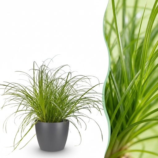 "Zypergras 'Zumula' (Cyperus alternifolius) – pflegeleichte Zimmerpflanze, im Übertopf, Topf-Ø 12 cm, Höhe ca. 20 cm image"