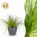 Zimmerpflanze - Cyperus alternifolius Zumula - Katzenpflanze - Haustierfreundliche Pflanze - Grün - 2 Pflanzen - mit Potter Grau - Topf 12cm - Höhe 20cm