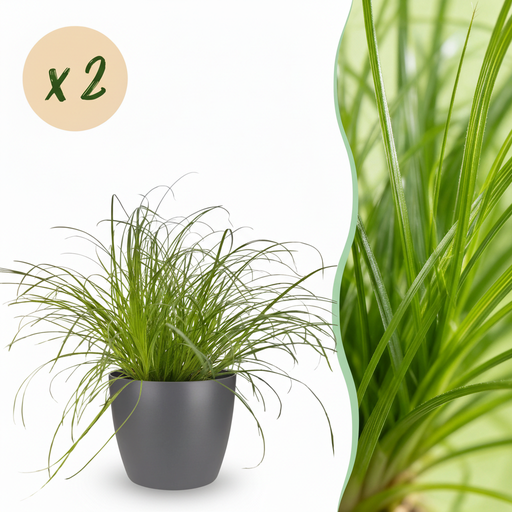 "Zimmerpflanze - Cyperus alternifolius Zumula - Katzenpflanze - Haustierfreundliche Pflanze - Grün - 2 Pflanzen - mit Potter Grau - Topf 12cm - Höhe 20cm image"
