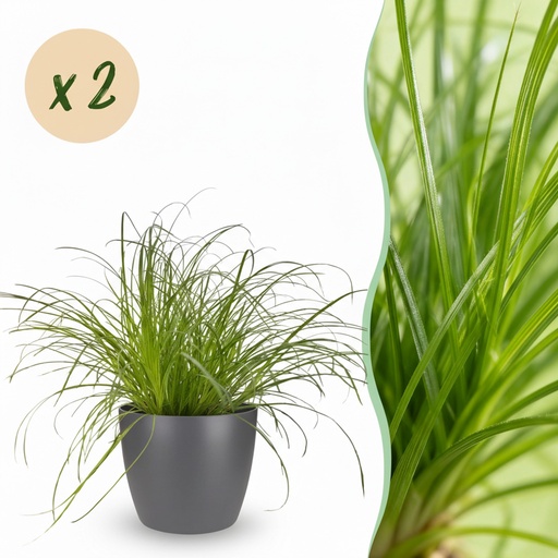 "Zypergras 'Zumula' 2er-Set (Cyperus alternifolius) – pflegeleichte Zimmerpflanze, im Übertopf, Topf-Ø 12 cm, Höhe ca. 20 cm image"