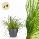 Zimmerpflanze - Cyperus alternifolius Zumula - Katzenpflanze - Haustierfreundliche Pflanze - Grün - 4 Pflanzen - mit Potter Grau - Topf 12cm - Höhe 20cm