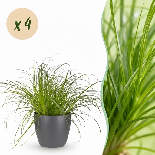 "Zypergras 'Zumula' 4er-Set (Cyperus alternifolius) – pflegeleichte Zimmerpflanze, im Übertopf, Topf-Ø 12 cm, Höhe ca. 20 cm image"