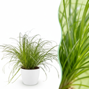 Zimmerpflanze - Cyperus alternifolius Zumula - Katzenpflanze - Haustierfreundliche Pflanze - Grün - 1 Pflanze - mit Potter Weiß - Topf 12cm - Höhe 20cm