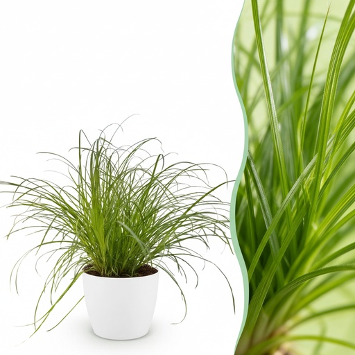 "Zypergras 'Zumula' (Cyperus alternifolius) – pflegeleichte Zimmerpflanze, im Übertopf, Topf-Ø 12 cm, Höhe ca. 20 cm image"