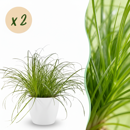 "Zimmerpflanze - Cyperus alternifolius Zumula - Katzenpflanze - Haustierfreundliche Pflanze - Grün - 2 Pflanzen - mit Potter Weiß - Topf 12cm - Höhe 20cm image"