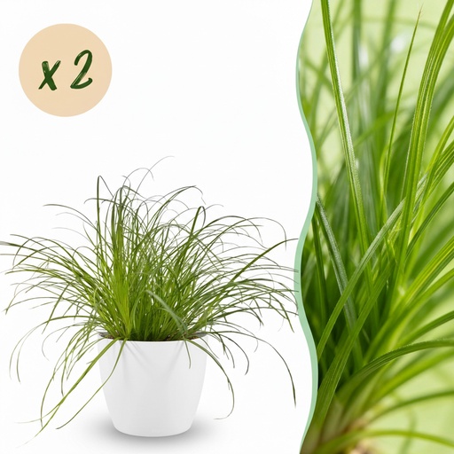 "Zypergras 'Zumula' 2er-Set (Cyperus alternifolius) – pflegeleichte Zimmerpflanze, im Übertopf, Topf-Ø 12 cm, Höhe ca. 20 cm image"