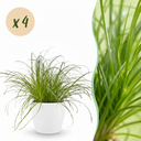 Zimmerpflanze - Cyperus alternifolius Zumula - Katzenpflanze - Haustierfreundliche Pflanze - Grün - 4 Pflanzen - mit Potter Weiß - Topf 12cm - Höhe 20cm