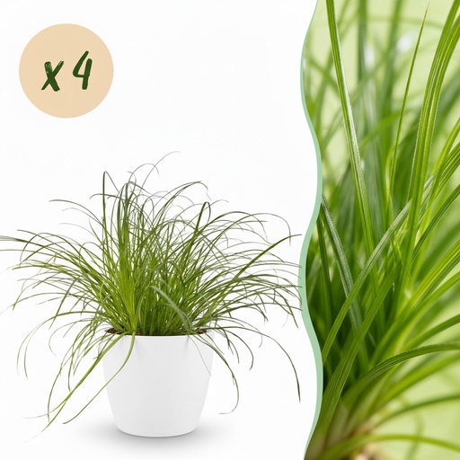 "Zypergras 'Zumula' 4er-Set (Cyperus alternifolius) – pflegeleichte Zimmerpflanze, im Übertopf, Topf-Ø 12 cm, Höhe ca. 20 cm image"