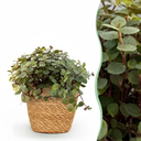 Zimmerpflanze - Calissia repens - Katzengras - Haustierfreundlich - Grün - 1 Pflanze - mit Korb - Topf 12cm - Höhe 17-20cm