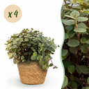 Zimmerpflanze - Calissia repens - Katzengras - Haustierfreundlich - Grün - 4 Pflanzen - mit Korb - Topf 12cm - Höhe 17-20cm
