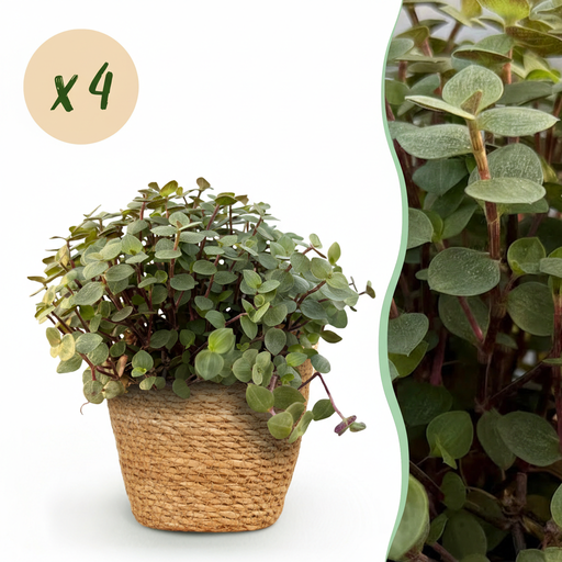 "Zimmerpflanze - Calissia repens - Katzengras - Haustierfreundlich - Grün - 4 Pflanzen - mit Korb - Topf 12cm - Höhe 17-20cm image"