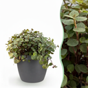 Zimmerpflanze - Calissia repens - Katzengras - Haustierfreundlich - Grün - 1 Pflanze - mit Potter Grau - Topf 12cm - Höhe 17-20cm