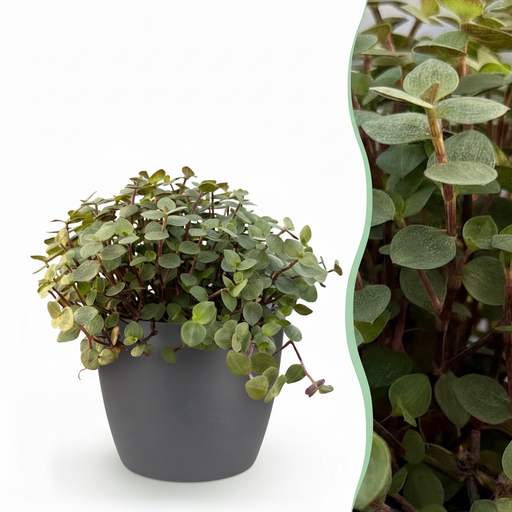 "Zimmerpflanze - Calissia repens - Katzengras - Haustierfreundlich - Grün - 1 Pflanze - mit Potter Grau - Topf 12cm - Höhe 17-20cm image"