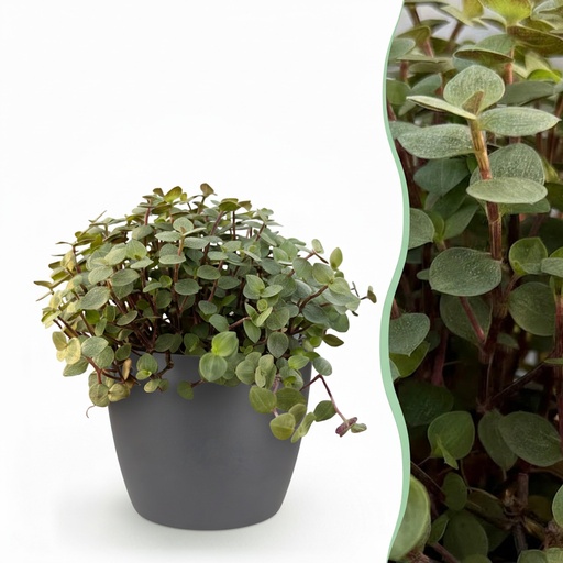 "Kriechendes Schönpolster (Callisia repens) – pflegeleichte Zimmerpflanze, im Übertopf, Topf-Ø 12 cm, Höhe ca. 17–20 cm image"